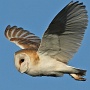 barn owl